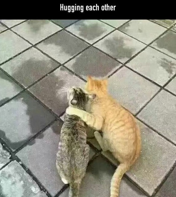 Poor Cat Catches His Girl Cheating On Him & Is Destroyed