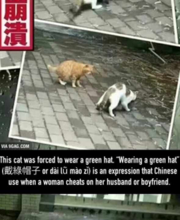 Poor Cat Catches His Girl Cheating On Him & Is Destroyed