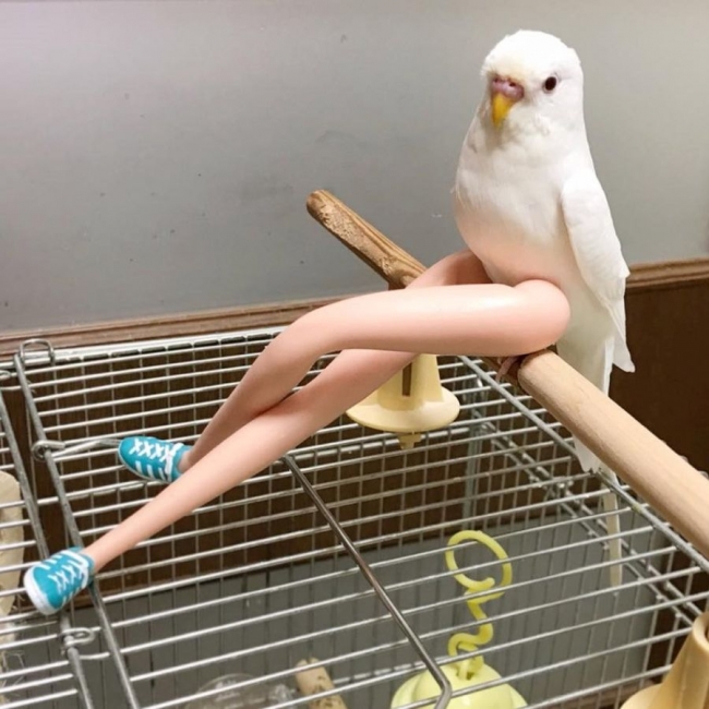 parrot barbie legs - Tal