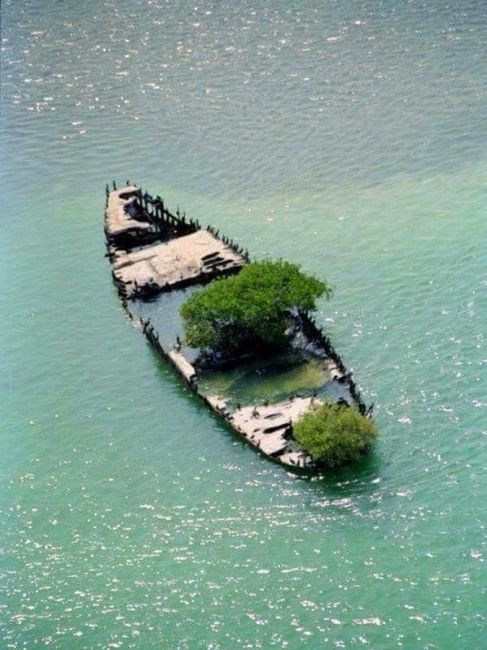 shipwreck tree