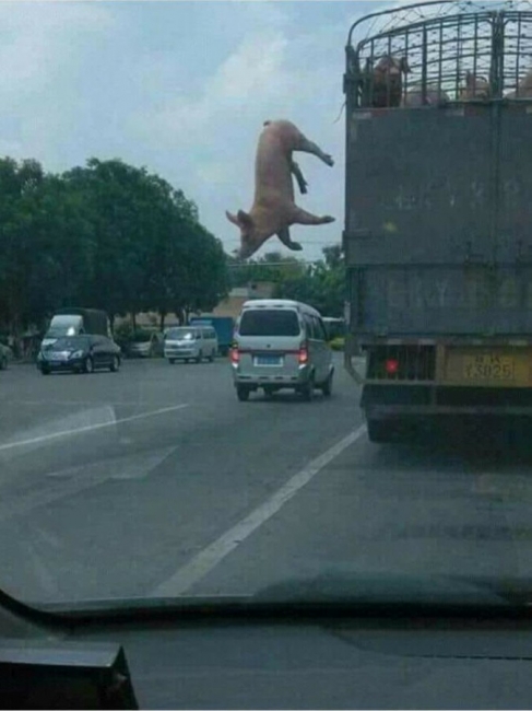 pig jumping off truck