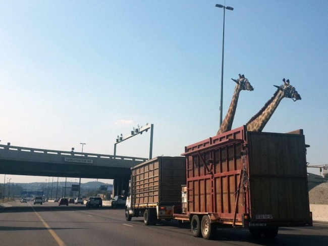 giraffe being transported