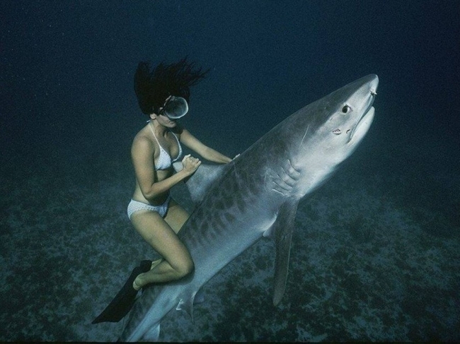 girl and shark