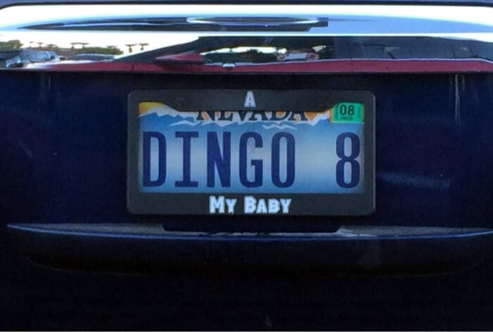 cleverest license plates - AUDI08 Dingo 8 My Baby