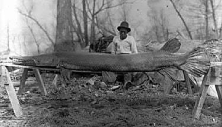 Man with an alligator gar that he caught in Moon Lake, Mississippi back in 1910