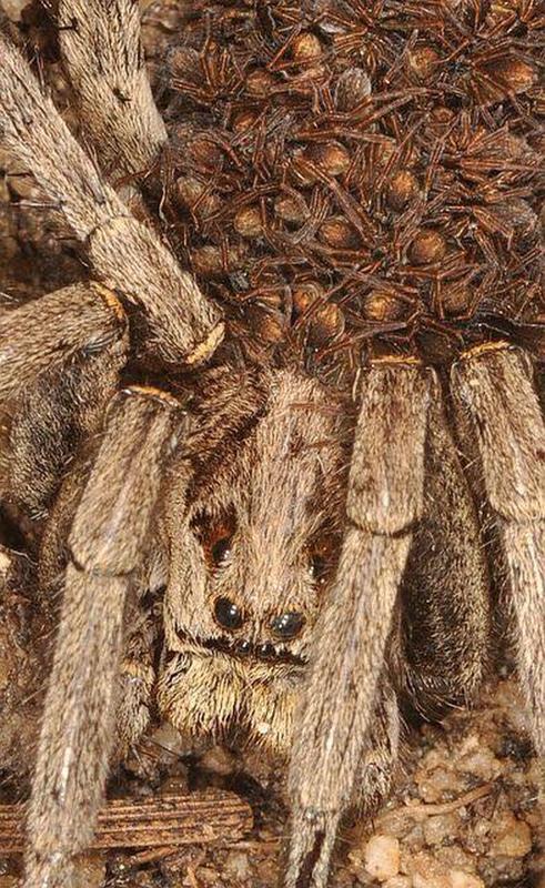 Close up look at a mother wolf spider carrying her young. They can live for up to 14 years. They carry their young on their backs for 9 weeks and their young feed on tiny milk pipes on the mother's legs.