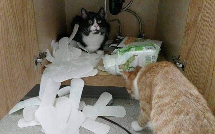 cats being mischievous - Oto