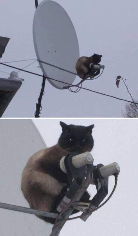 cat satellite