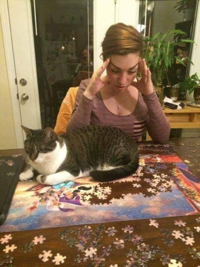 puzzle and cats