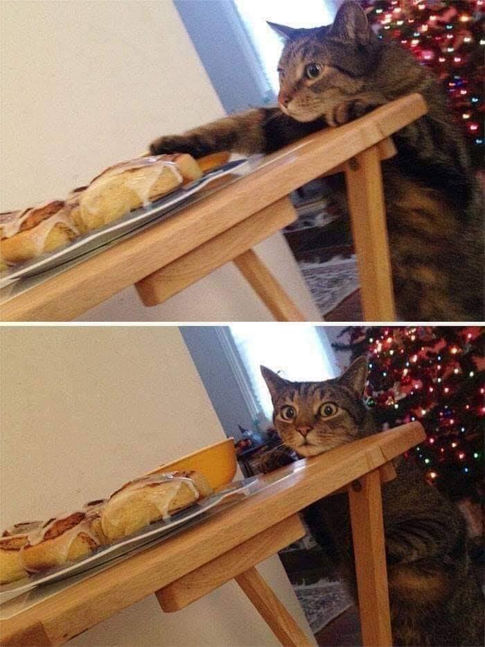 cat stealing cinnamon roll