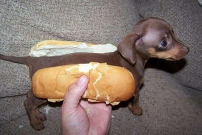 dog or hot dog