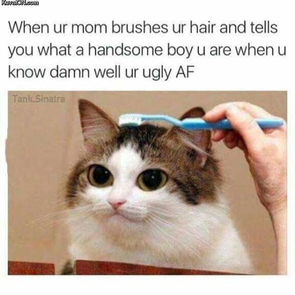 wholesome cat memes - Kuvation.com When ur mom brushes ur hair and tells you what a handsome boy u are when u know damn well ur ugly Af Tank Sinatra