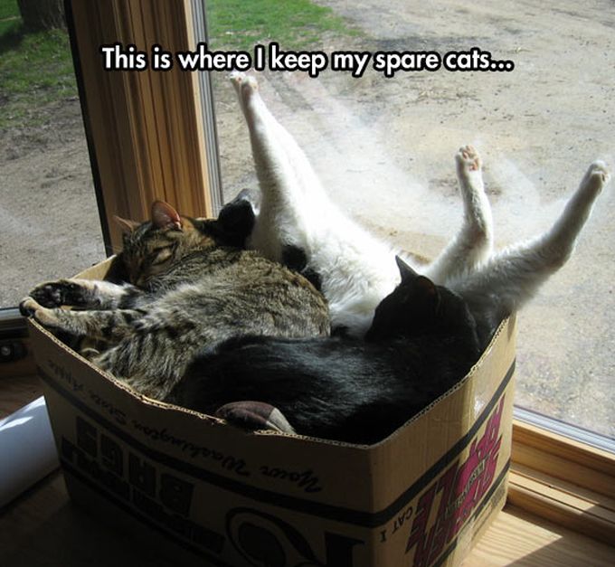 box of cats - This is where I keep my spare cats...