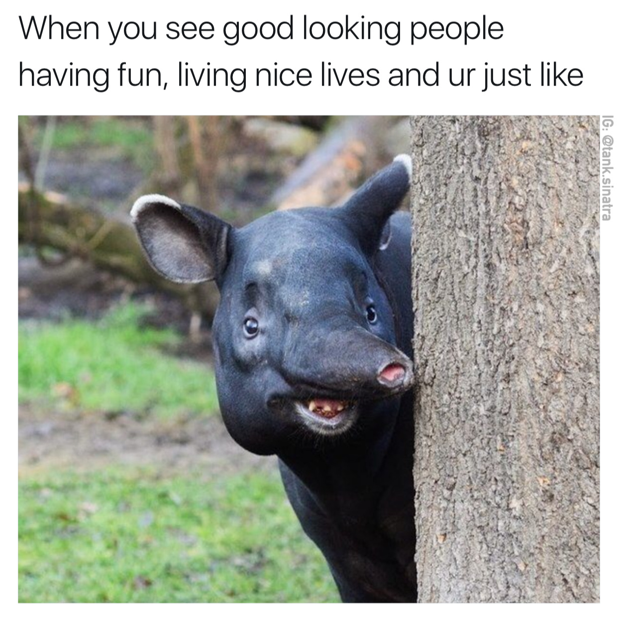 curious tapir - When you see good looking people having fun, living nice lives and ur just Ig .sinatra