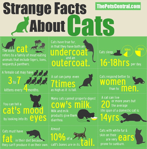 Strange Facts And Fun Stuff