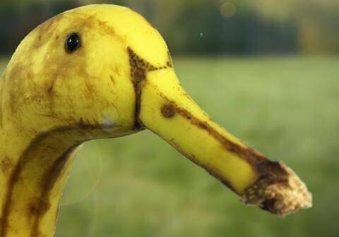 memes - banana duck