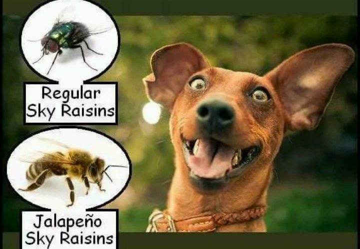 memes - dog sky raisins - Regular Sky Raisins Jalapeo Sky Raisins