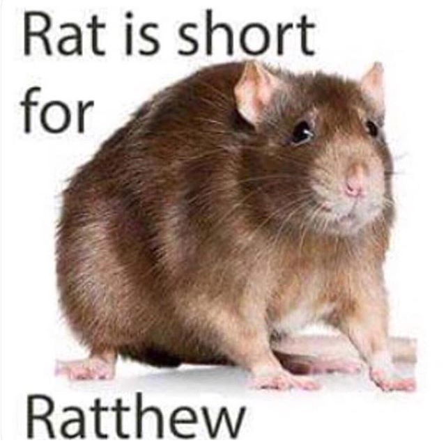 memes - rat ratthew - Rat is short for Ratthew
