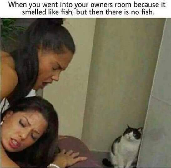 memes - extreme sexual memes - When you went into your owners room because it smelled fish, but then there is no fish.