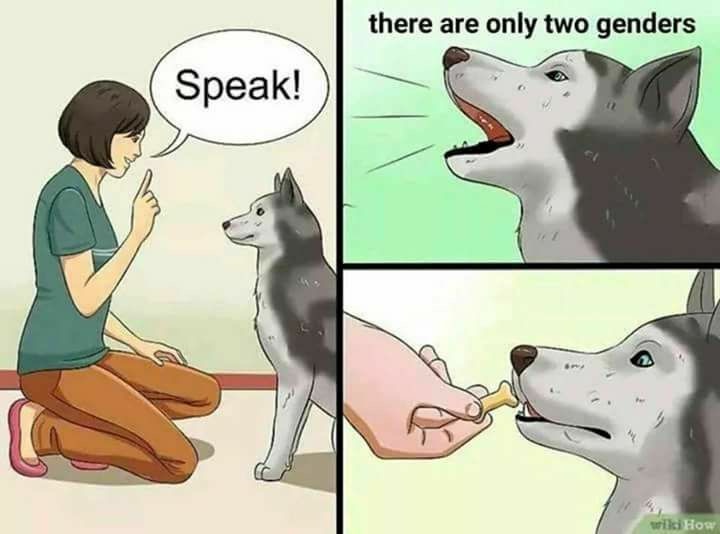 memes - there are only two genders dog - there are only two genders Speak! diHow