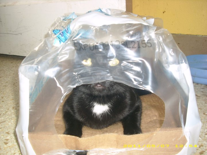Evil looking cat hiding in water bottle packaging.