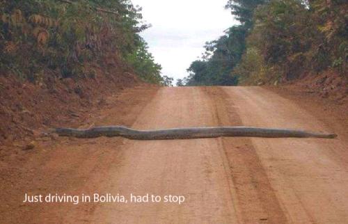 random pic largest snake in alabama - Just driving in Bolivia, had to stop