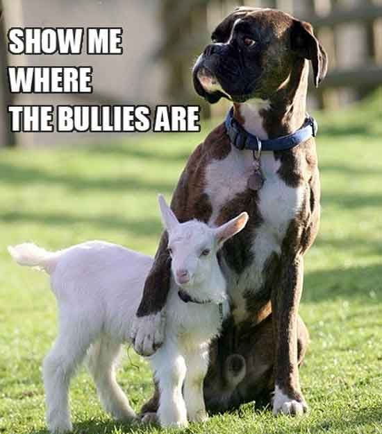 random pic show me funny quotes - Show Me Where The Bullies Are
