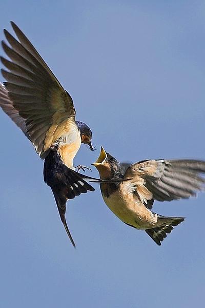 Barn Swallows did it in flight.