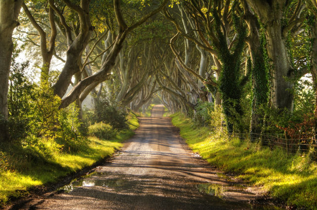 Called the Dark Hedges.