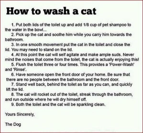 Your dog should know.