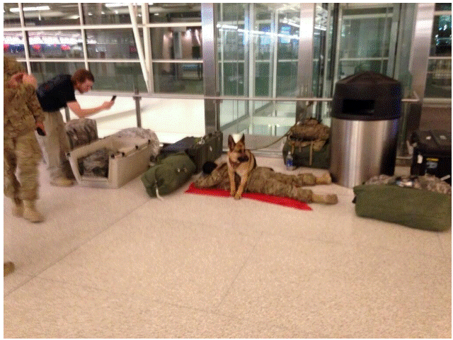 Serviceman sleeps as his dog covers for him on the long trip home.