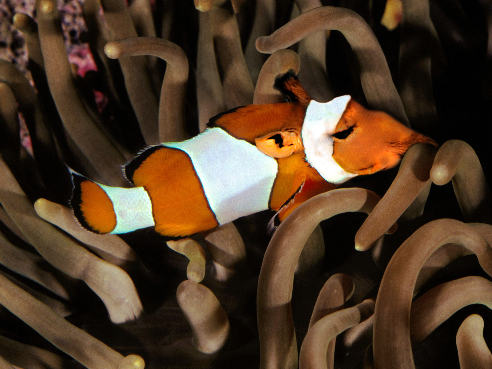 clownfish eggs mother death