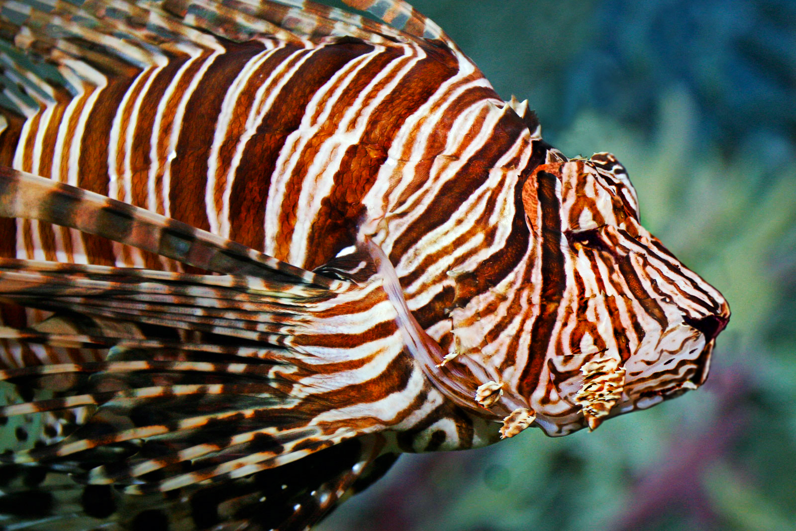 lion fish