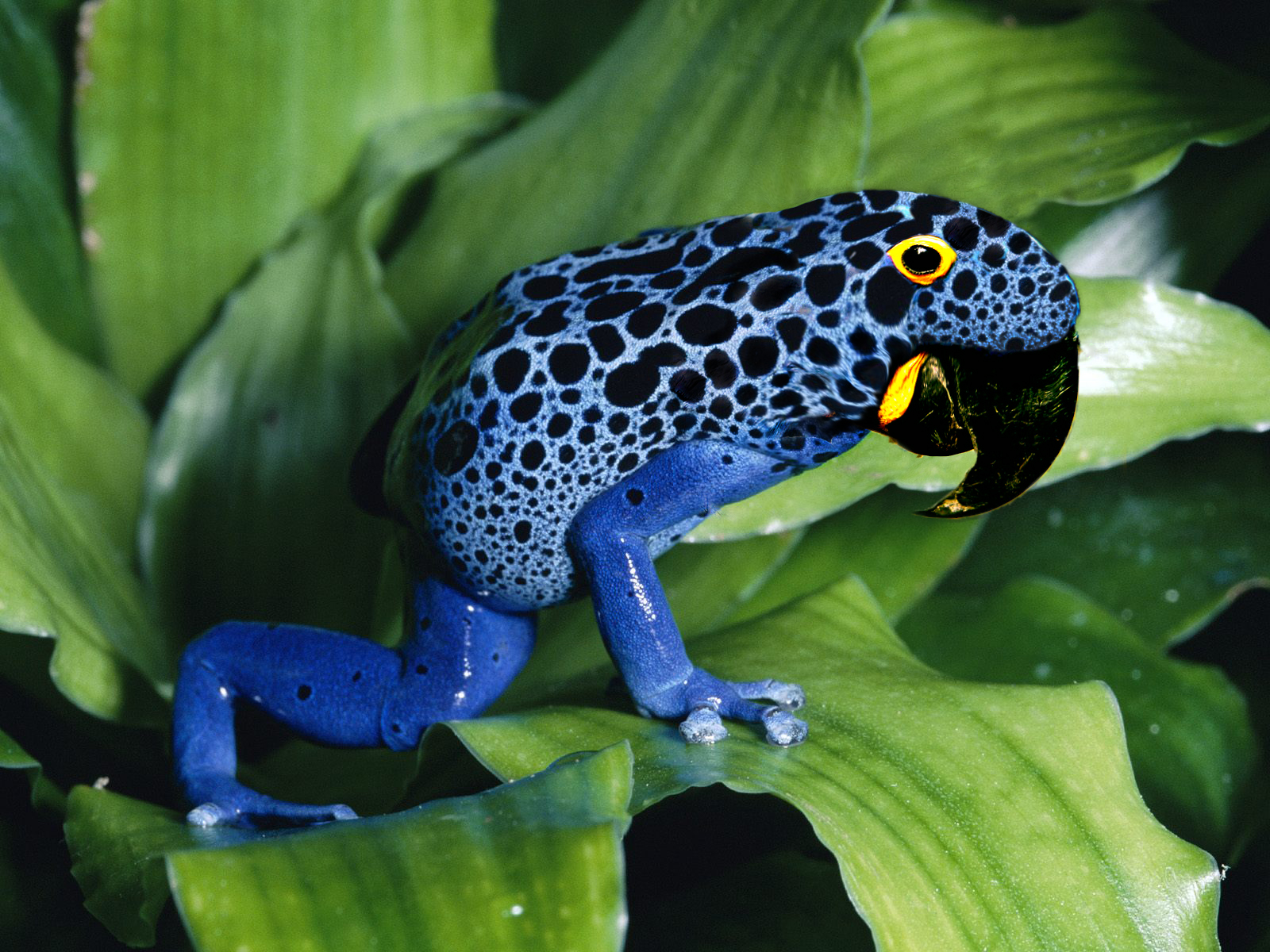 blue poison dart frog