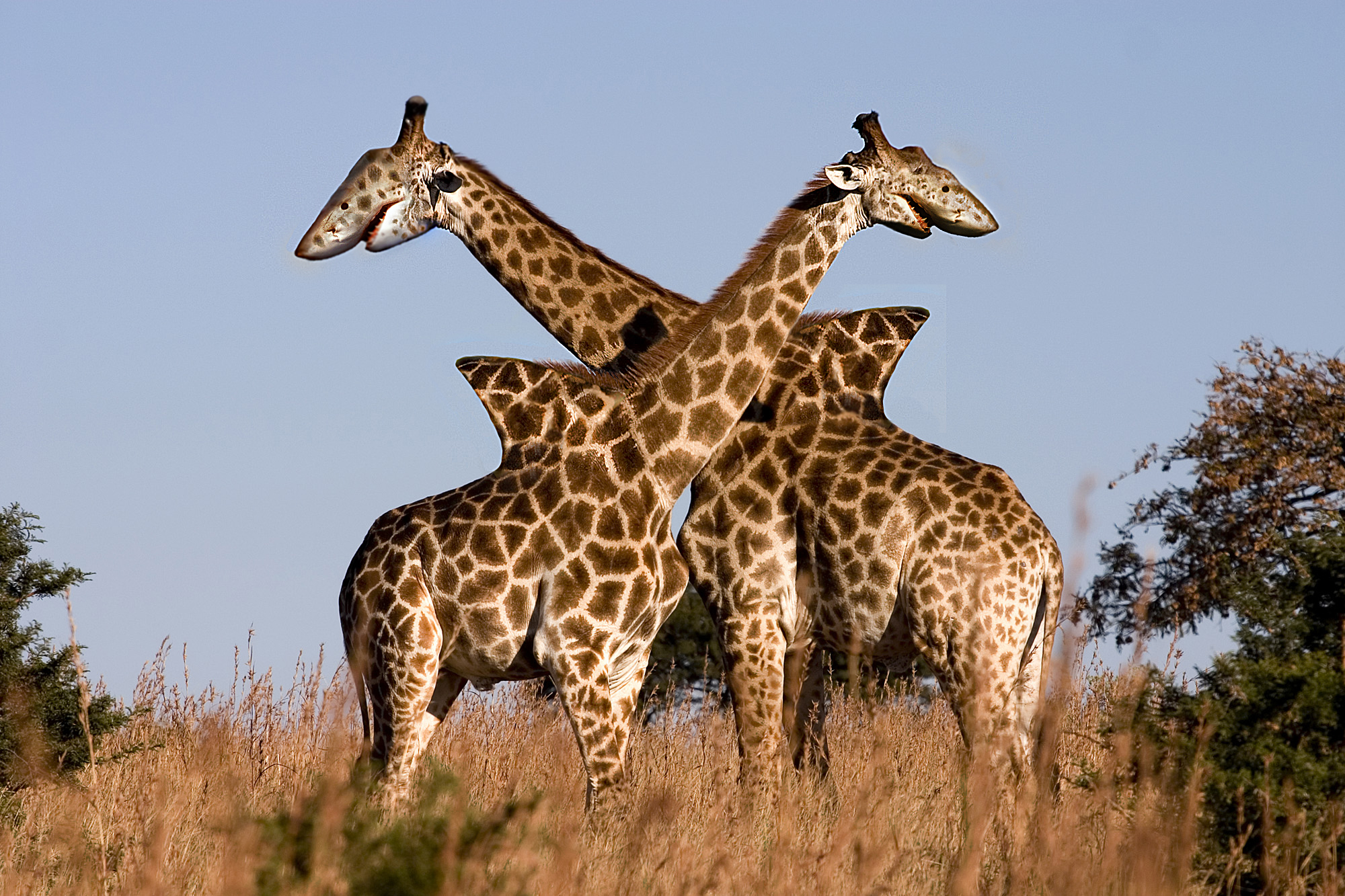 giraffe free