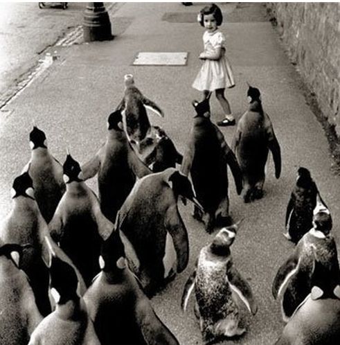 Zombie penguins after little girls brains