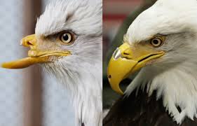 bald eagle beak