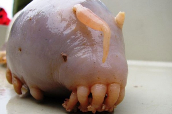 43 IMAGES OF THE STRANGEST CREATURES  ANIMALS YOU WILL EVER SEE