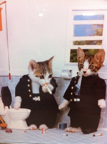 cats dressed like people