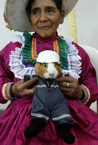 peruvian guinea pig festival