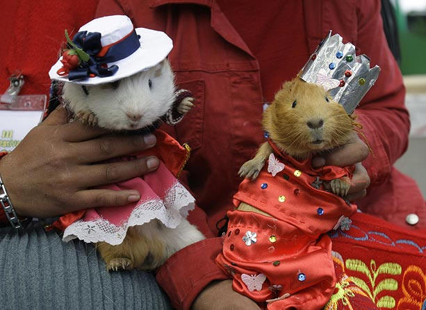 guinea pigs dressed up - He