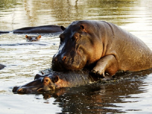random pic hippopotamus mating