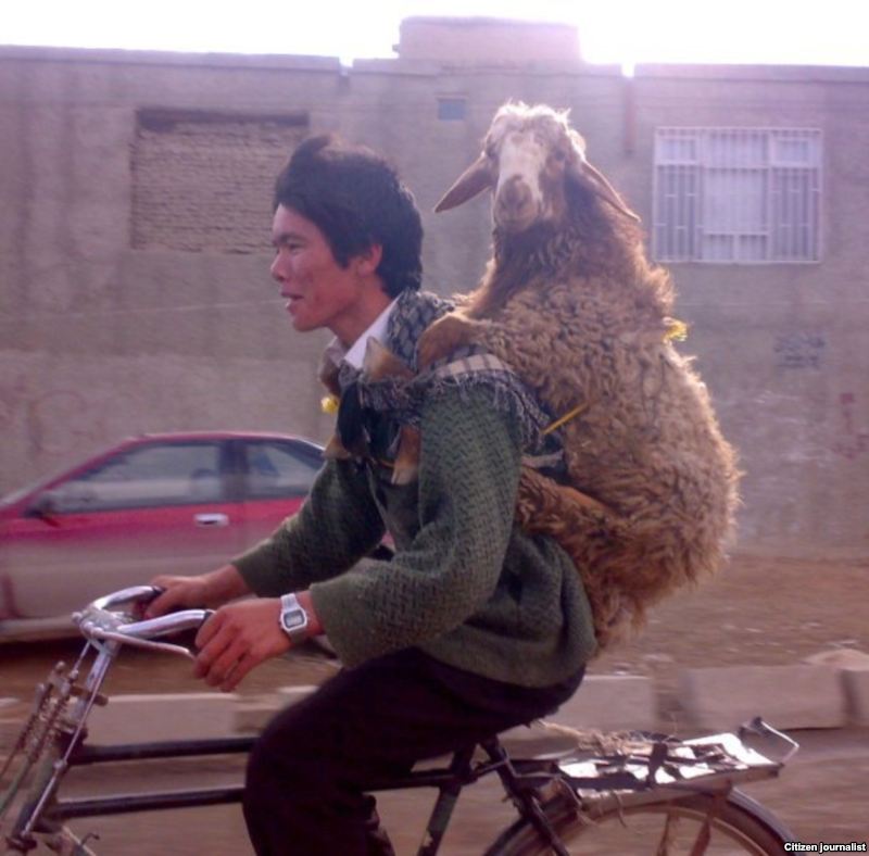 man with goat on bike - Citizen journalist