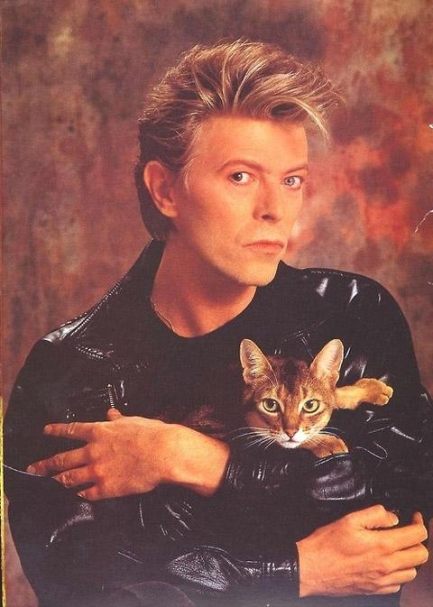 david bowie with cat