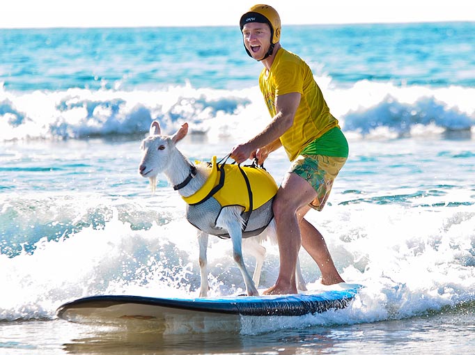 animals surfing