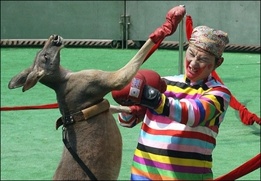 funny kangaroo boxing