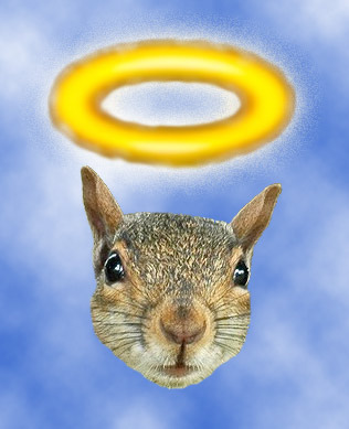 holy squirrel