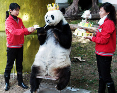birthday panda - 11