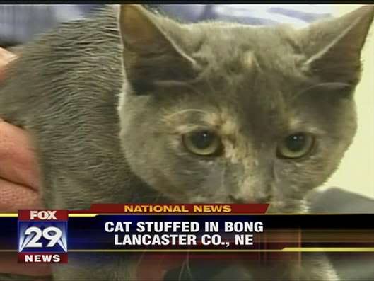 photo caption - Fox 29 National News Cat Stuffed In Bong Lancaster Co., Ne News