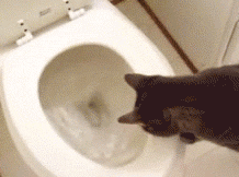 cat toilet gif
